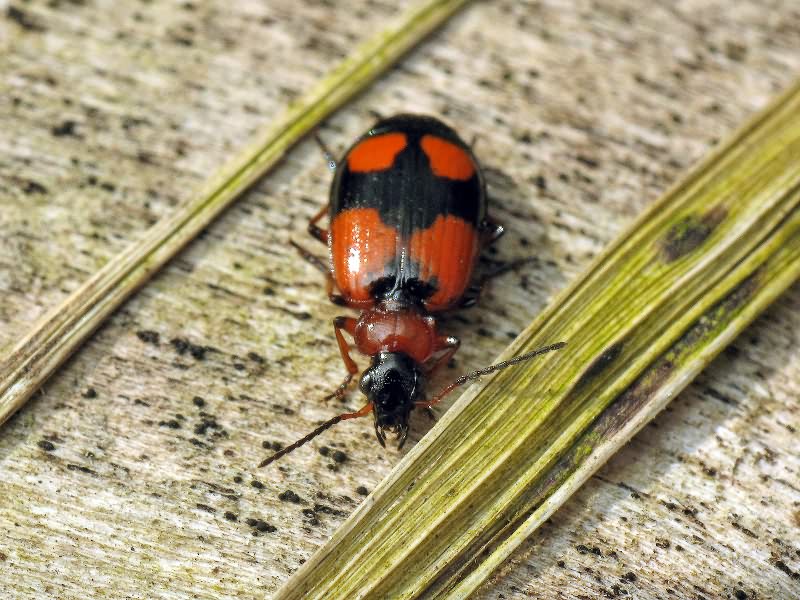 Lebia cruxminor (Linne, 1758)